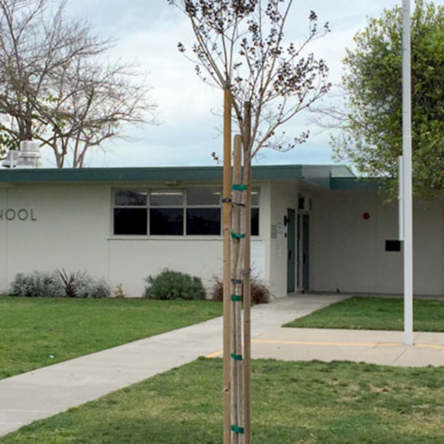 A newly planted tree in front of Enders marks the beginning of a new school year.